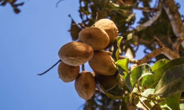 Imagem mostra frutos do baruzeiro ainda no pé em Pirenópolis Imagem mostra frutos do baruzeiro ainda no pé em Pirenópolis