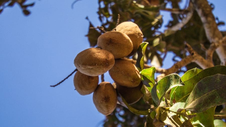 Imagem mostra frutos do baruzeiro ainda no pé em Pirenópolis