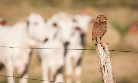 Coruja-buraqueira é destaque em paisagem rural em Piri