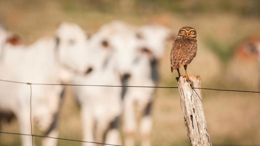 Coruja-buraqueira é destaque em paisagem rural em Piri