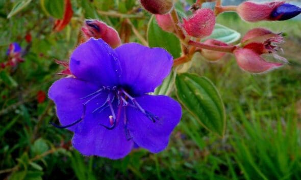 Flor da quaresmeira encanta o Cerrado e anuncia a Páscoa