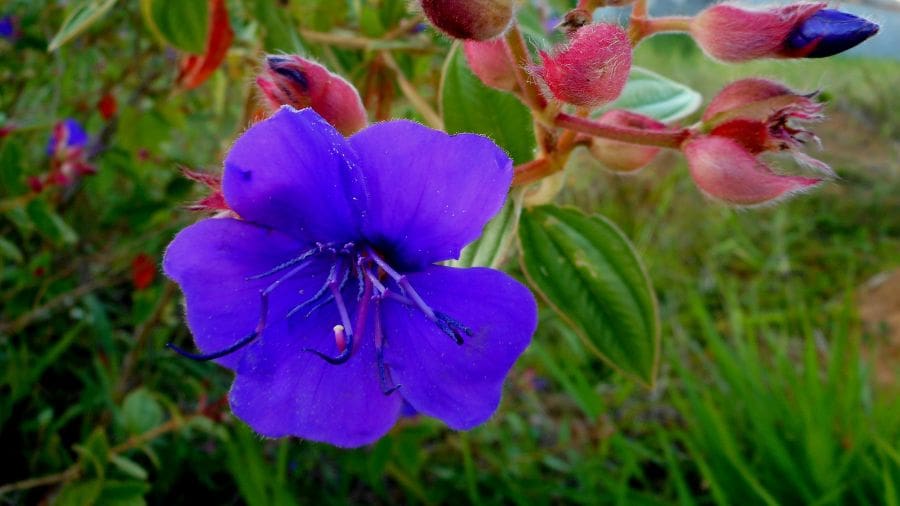 Flor da quaresmeira encanta o Cerrado e anuncia a Páscoa