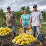 Agricultura familiar movimenta R$ 93 milhões em Goiás
