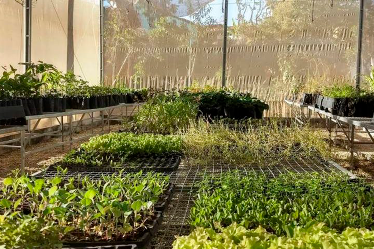 PANCs em Pirenópolis: COEPi fortalece cultivo e educação