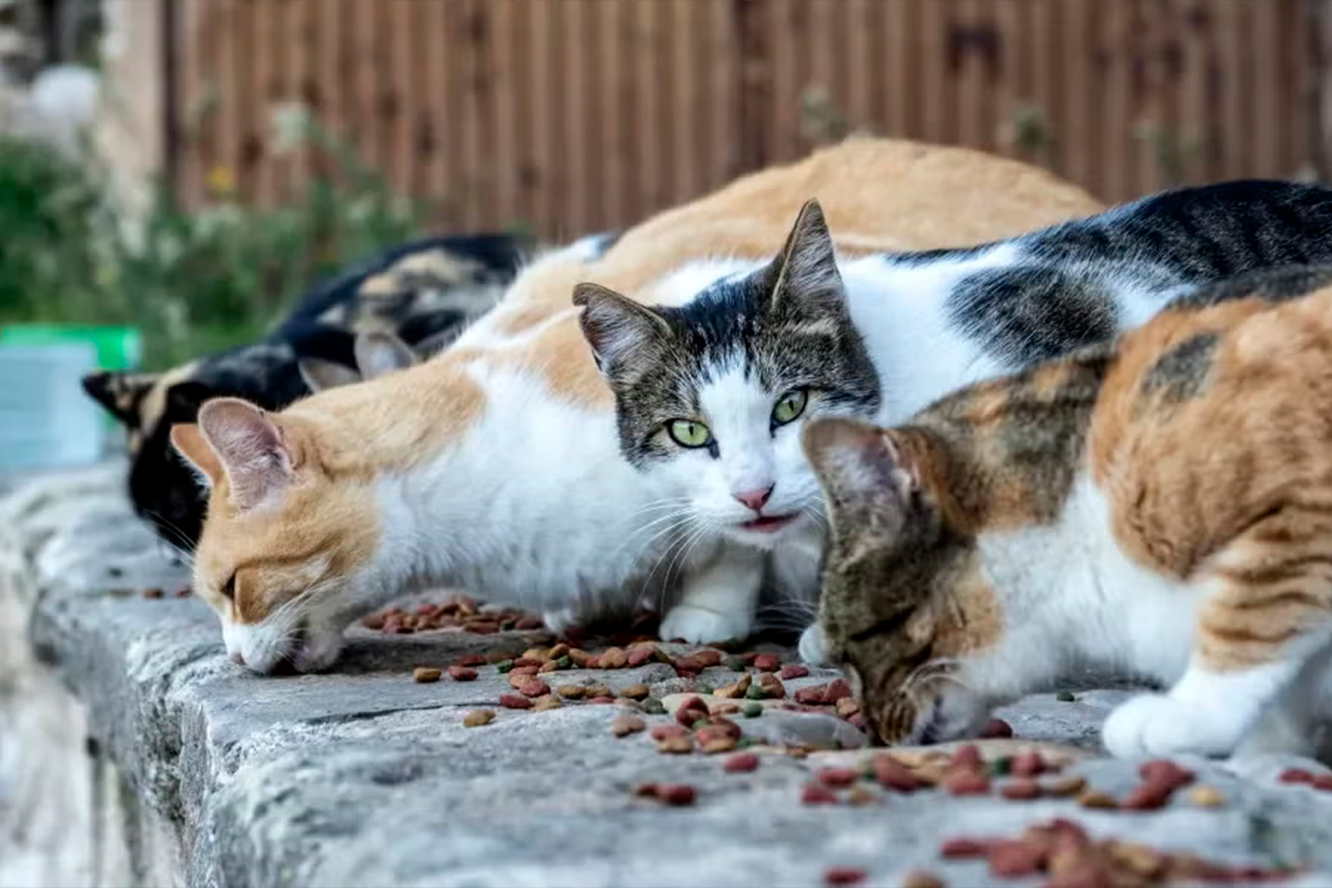 Gatos ferais desafiam controle populacional em Pirenópolis