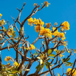 Ipê-amarelo colore o céu de Pirenópolis