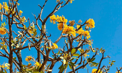 Ipê-amarelo colore o céu de Pirenópolis Ipê-amarelo colore o céu de Pirenópolis