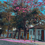 Rua Aurora ganha tons de rosa com ipê em Pirenópolis
