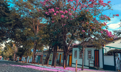 Rua Aurora ganha tons de rosa com ipê em Pirenópolis