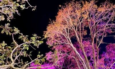 Saga Jazz Festival ilumina árvores e cria cenário em Pirenópolis