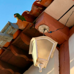 Telhado colonial de Pirenópolis revela cena do cotidiano