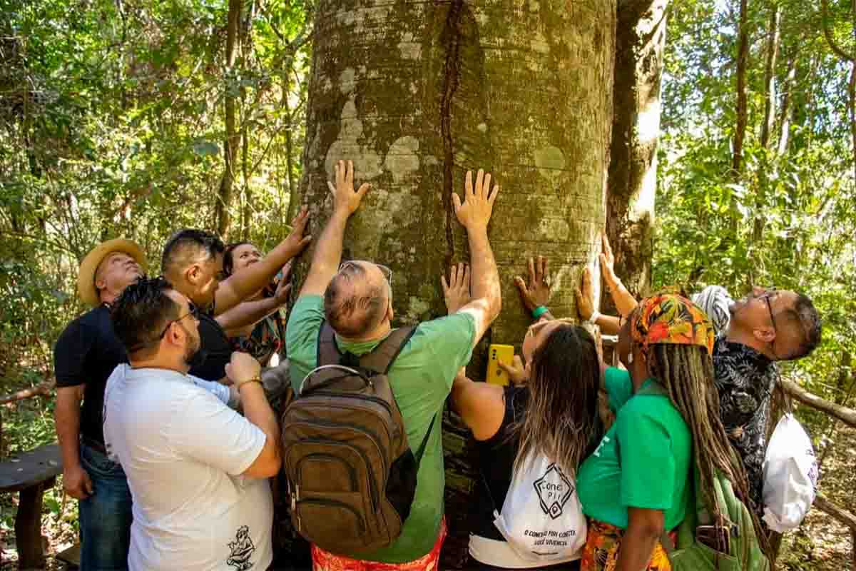 Hoje é Dia da Árvore: Pirenópolis precisa pensar suas árvores