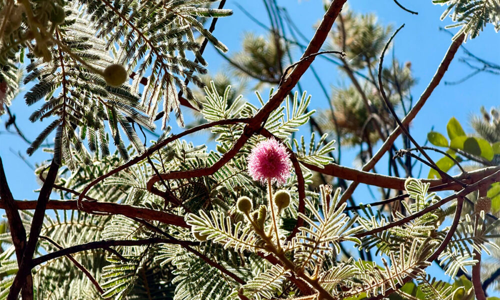 Mimosa pudica encanta com flores e folhas sensíveis