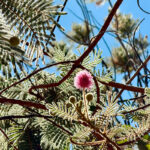 Mimosa pudica encanta com flores e folhas sensíveis
