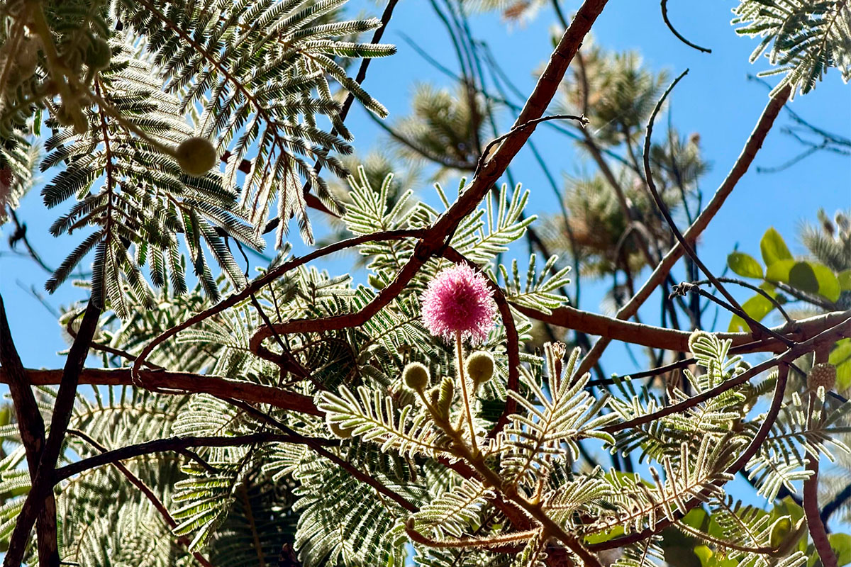 Mimosa pudica encanta com flores e folhas sensíveis