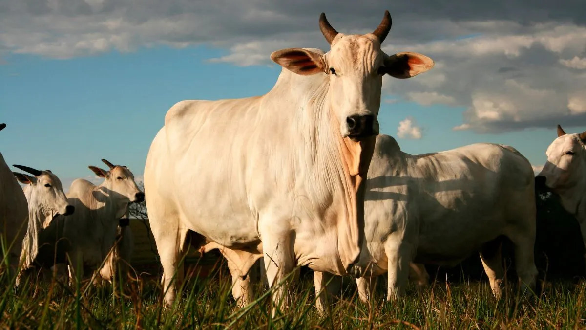 Apesar da importância das atividades industriais e dos serviços, a agropecuária continuou sendo o maior segmento individual da cadeia produtiva goiana.