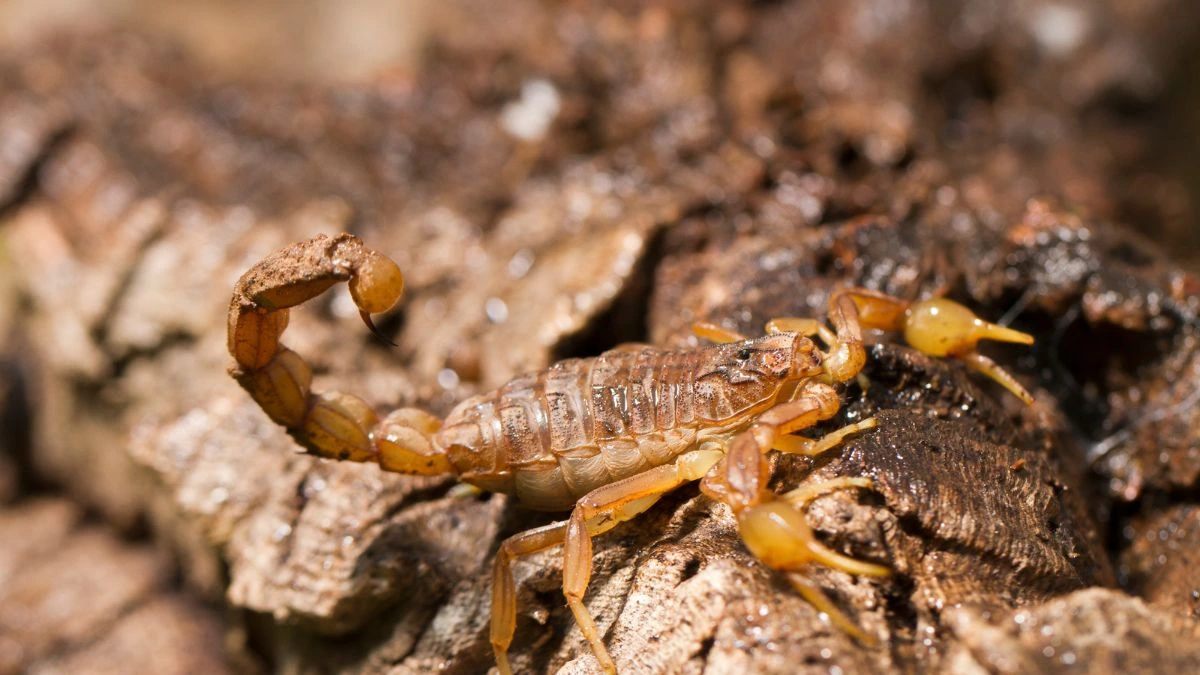 Chuvas aumentam alerta para escorpiões em Pirenópolis Os escorpiões são aracnídeos que procuram ambientes protegidos, geralmente escuros, onde encontram abrigo, alimento e condições favoráveis à sobrevivência.