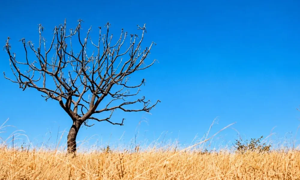 Árvore do Cerrado revela a força da natureza na estiagem