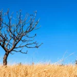 Árvore do Cerrado revela a força da natureza na estiagem Árvore do Cerrado revela a força da natureza na estiagem