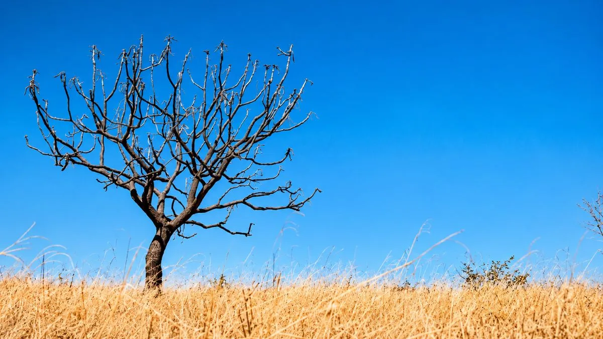 Árvore do Cerrado revela a força da natureza na estiagem