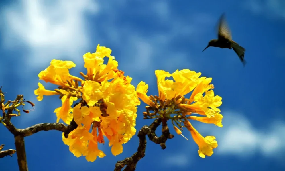O encontro de um beija-flor com as flores do ipê-amarelo
