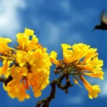 O encontro de um beija-flor com as flores do ipê-amarelo