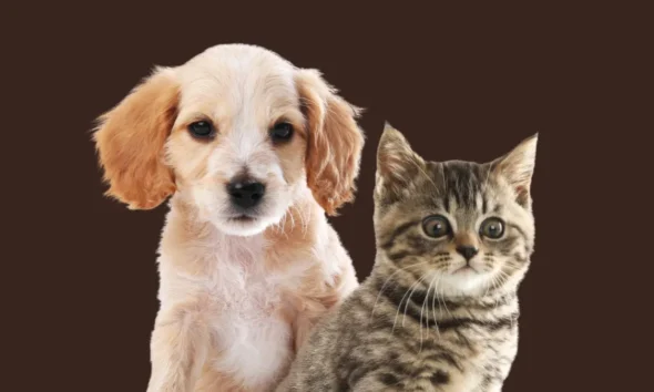 PiriCastra anuncia descontos extras para castração de cães e gatos PiriCastra anuncia descontos extras para castração de cães e gatos
