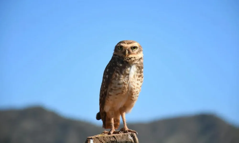 O olhar da coruja-buraqueira na paisagem do Cerrado
