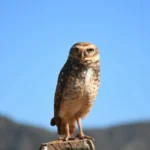 O olhar da coruja-buraqueira na paisagem do Cerrado