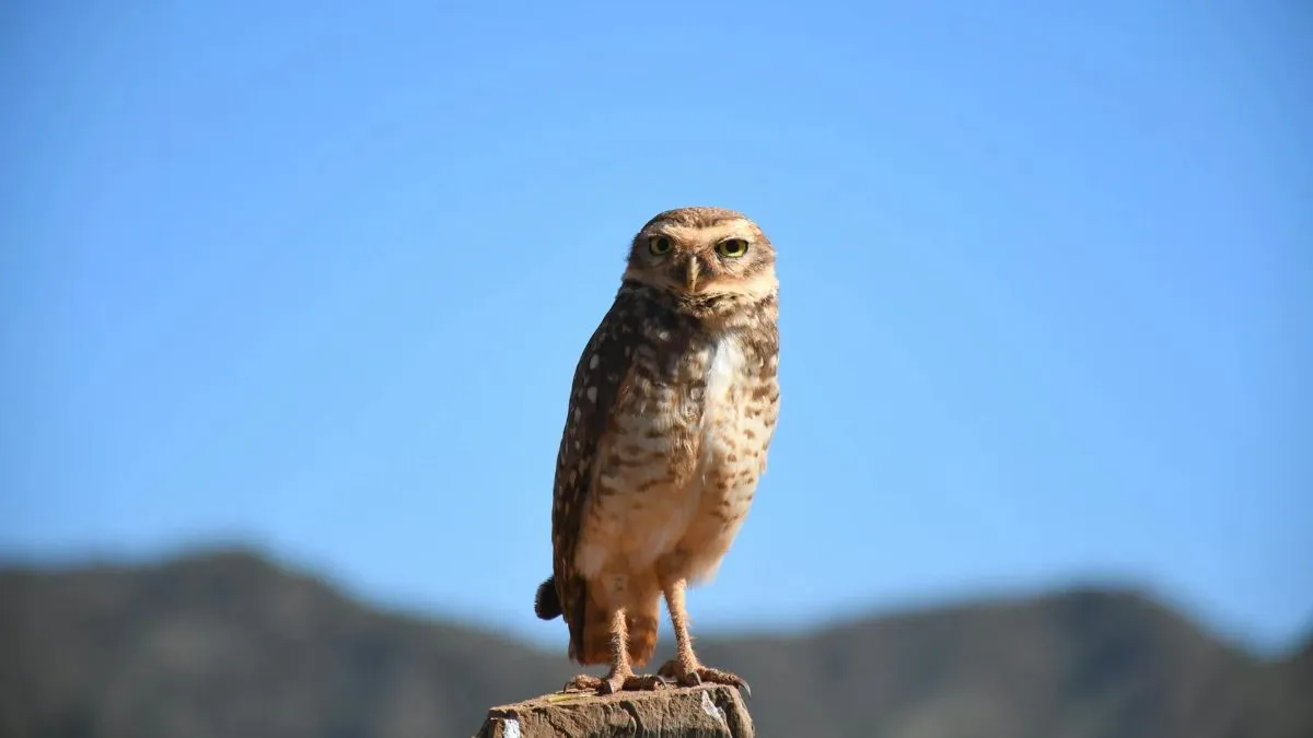 O olhar da coruja-buraqueira na paisagem do Cerrado