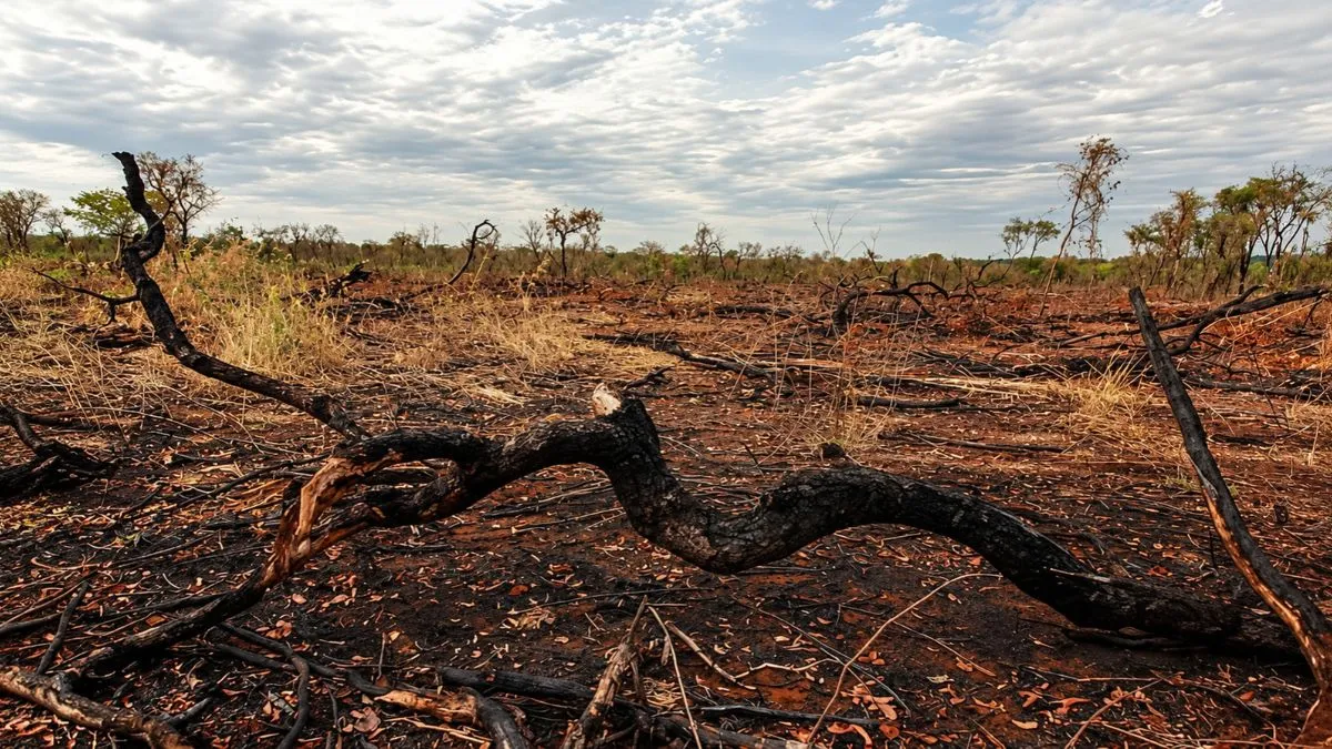 Desmatamento na Amazônia e no Cerrado cai ao menor nível da série histórica O Instituto Nacional de Pesquisas Espaciais utiliza sistemas de monitoramento por satélite para acompanhar as alterações na cobertura vegetal brasileira.