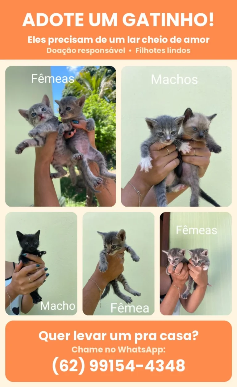 Ontem Gatinhos para adoção
