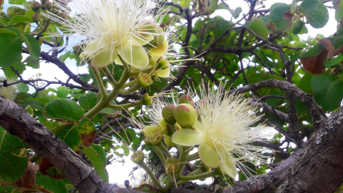 Festa do Pequi terá disputa pelo maior roedor de pequi de Goiás Embora a festa aconteça em Goiânia, a celebração tem uma relação direta com as tradições gastronômicas de Pirenópolis e de outras cidades do interior goiano.
