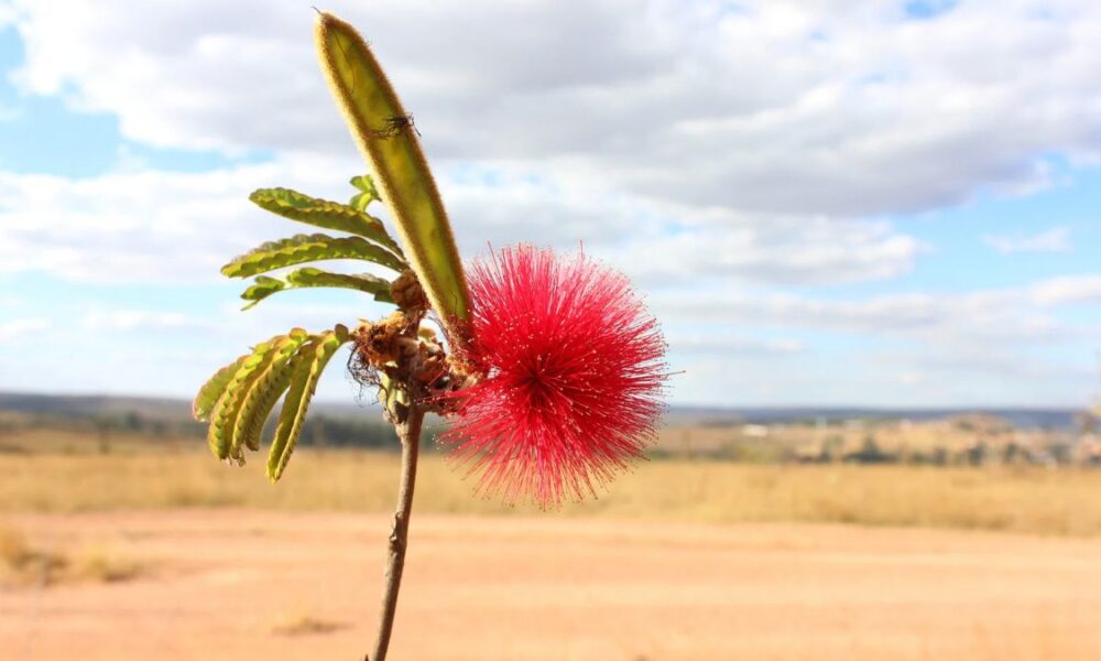 Uma explosão de vermelho em meio ao Cerrado de Pirenópolis Uma explosão de vermelho em meio ao Cerrado de Pirenópolis