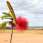 Uma explosão de vermelho em meio ao Cerrado de Pirenópolis