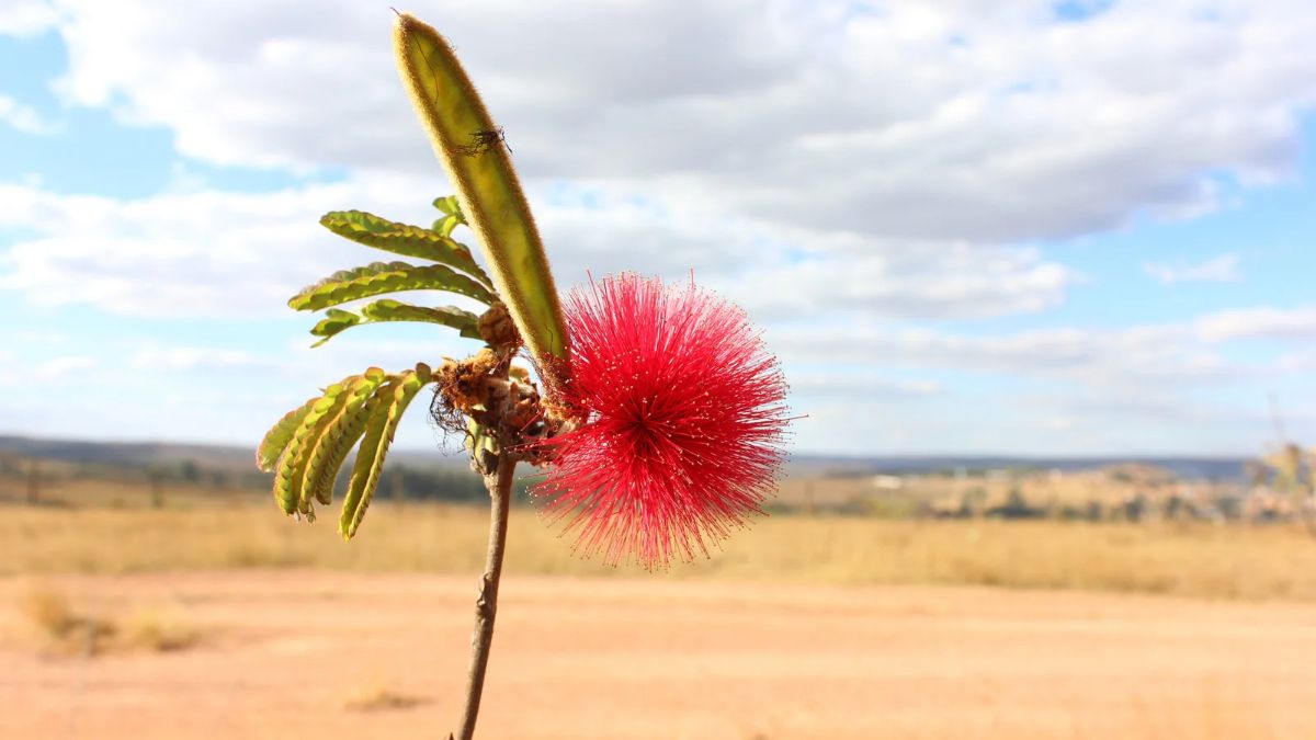 Uma explosão de vermelho em meio ao Cerrado de Pirenópolis