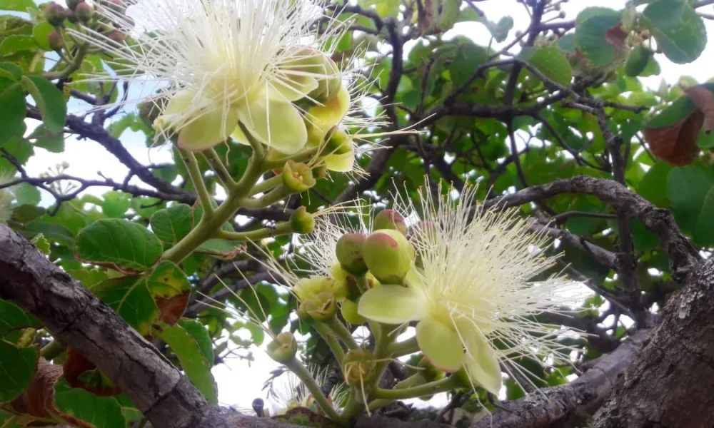 Flor do pequizeiro revela a beleza do Cerrado Flor do pequizeiro revela a beleza do Cerrado