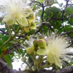 Flor do pequizeiro revela a beleza do Cerrado Flor do pequizeiro revela a beleza do Cerrado
