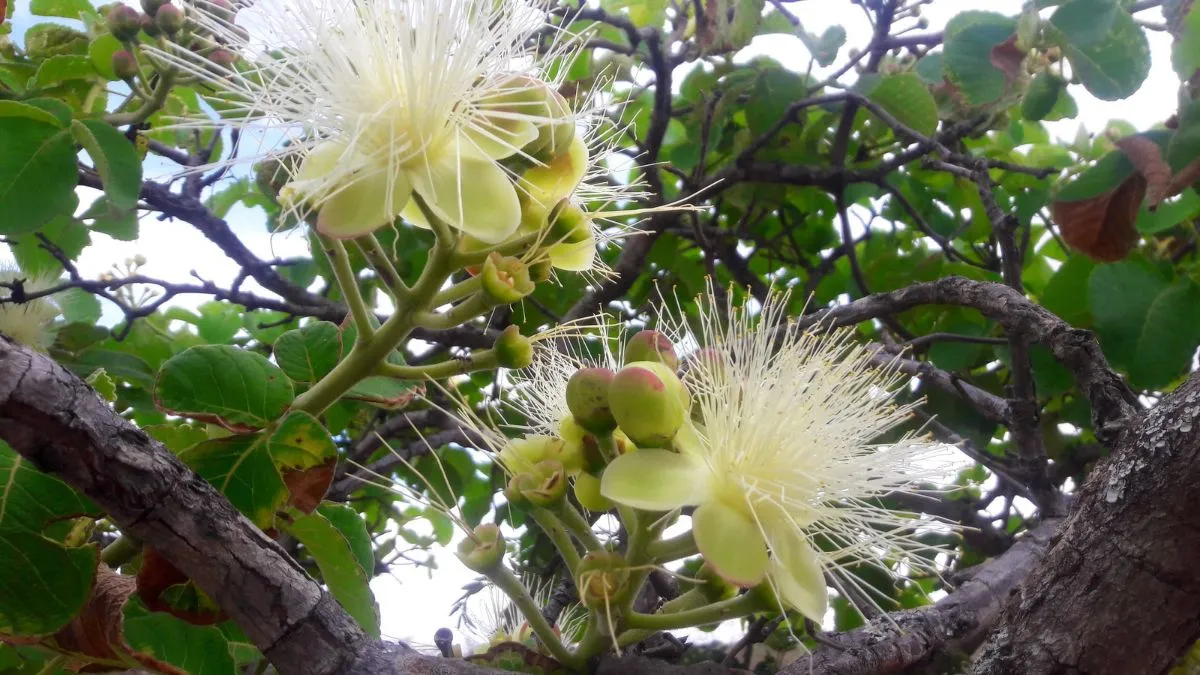 Flor do pequizeiro revela a beleza do Cerrado