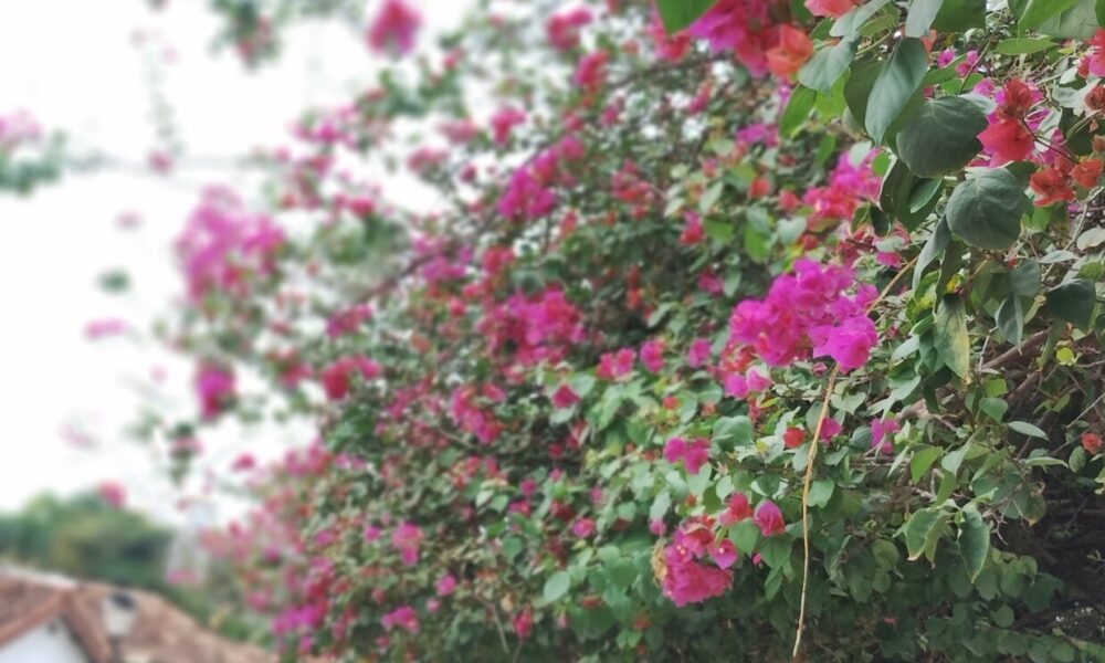 Tempinho nublado… As flores ganham cores Rua do Lazer , tempinho nublado ... As flores ganham cores ♥️♥️♥️