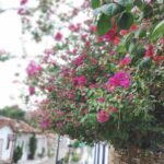Rua do Lazer , tempinho nublado ... As flores ganham cores ♥️♥️♥️