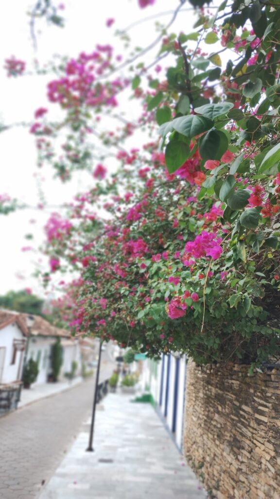 Rua do Lazer , tempinho nublado ... As flores ganham cores ♥️♥️♥️