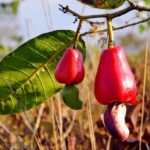 Entre folhas do Cerrado, o cajuzinho amadurece ao sol, pequeno no…