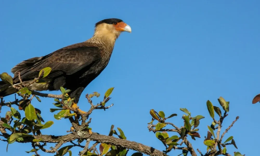 Carcará: o olhar atento de um dos grandes símbolos do Cerrado