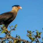 Carcará: o olhar atento de um dos grandes símbolos do Cerrado