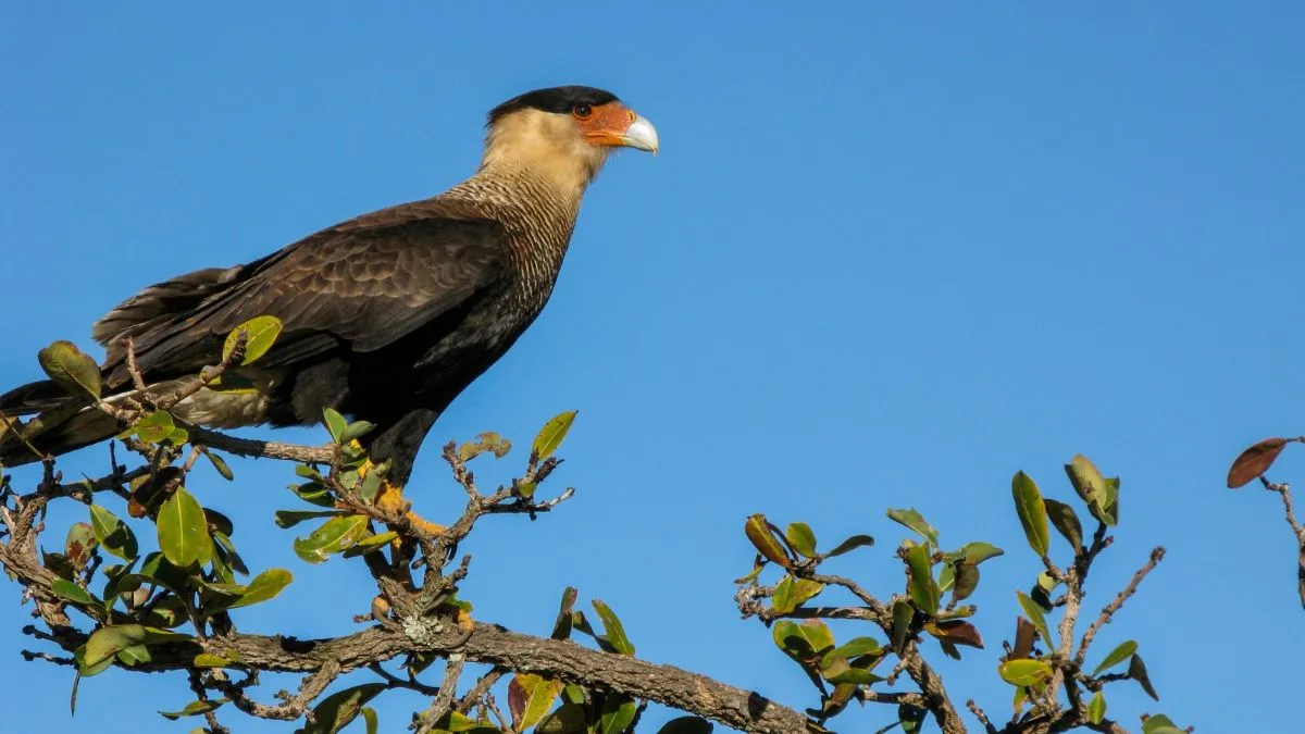Carcará: o olhar atento de um dos grandes símbolos do Cerrado